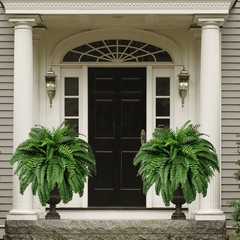 Forever Fresh Fern – Lush Greenery That Lasts Forever - 60% OFF