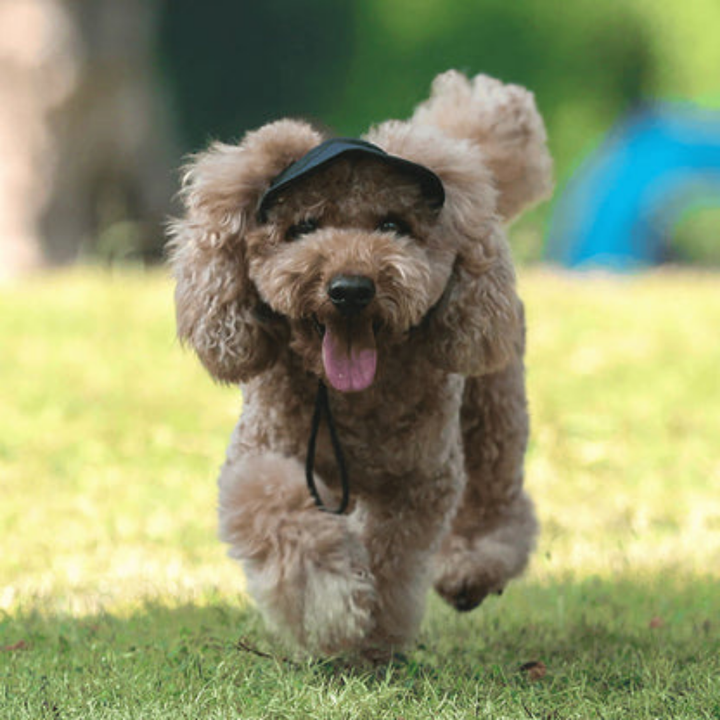 Wagley™ – Adjustable Sun-Shielding Dog Cap with Ear Holes &amp; Chin Strap + 50% OFF