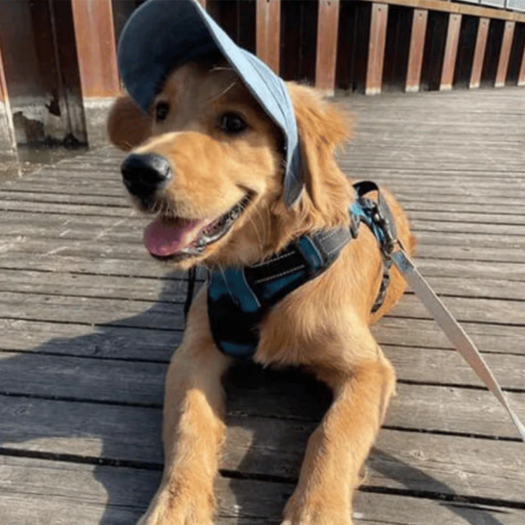 Wagley™ – Adjustable Sun-Shielding Dog Cap with Ear Holes &amp; Chin Strap + 50% OFF