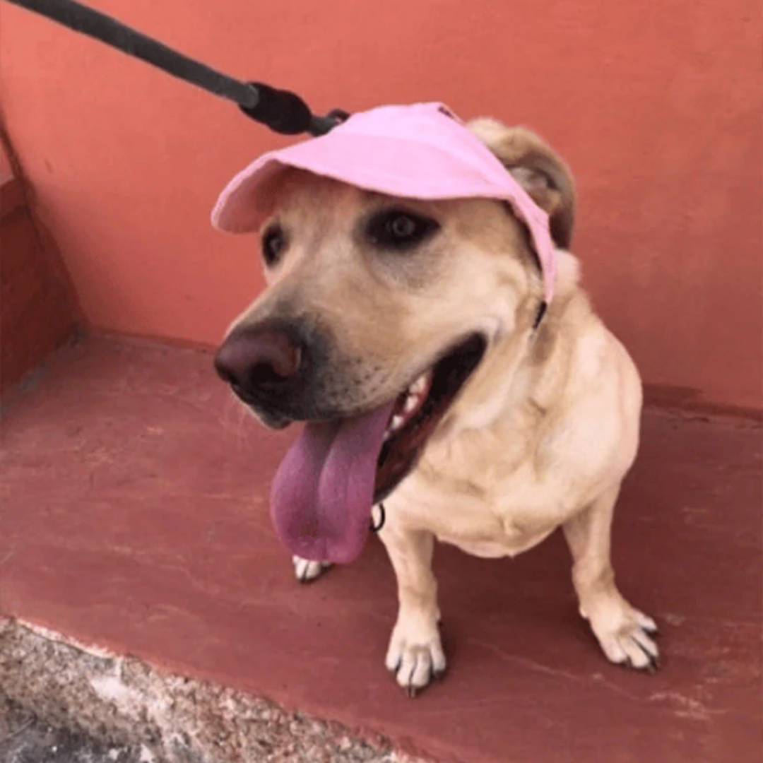 Wagley™ – Adjustable Sun-Shielding Dog Cap with Ear Holes &amp; Chin Strap + 50% OFF