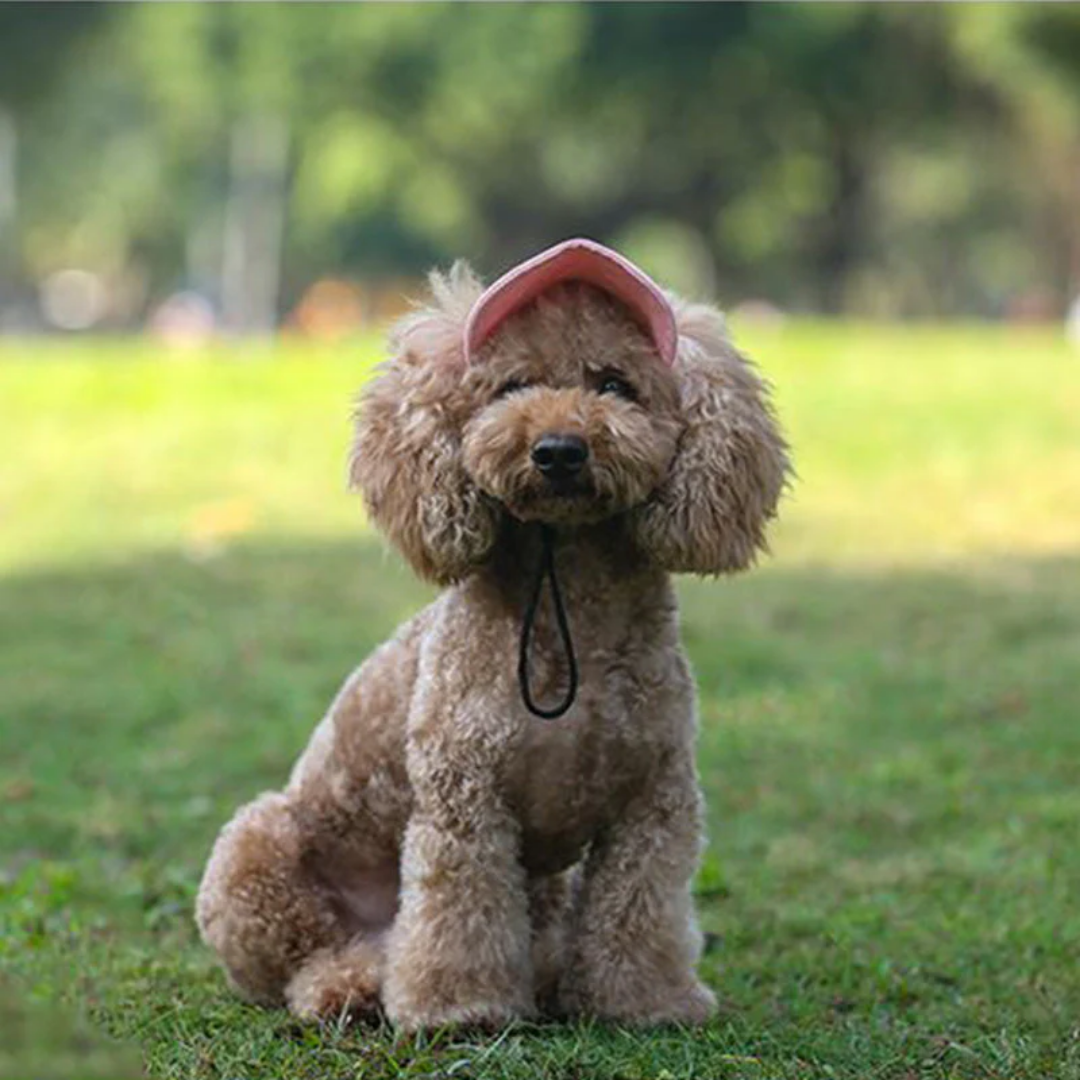 Wagley™ – Adjustable Sun-Shielding Dog Cap with Ear Holes &amp; Chin Strap + 50% OFF