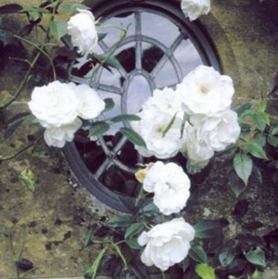 Climbing Vine Rose Flower Seeds – Unleash a Cascade of Color and Fragrance - 50% OFF